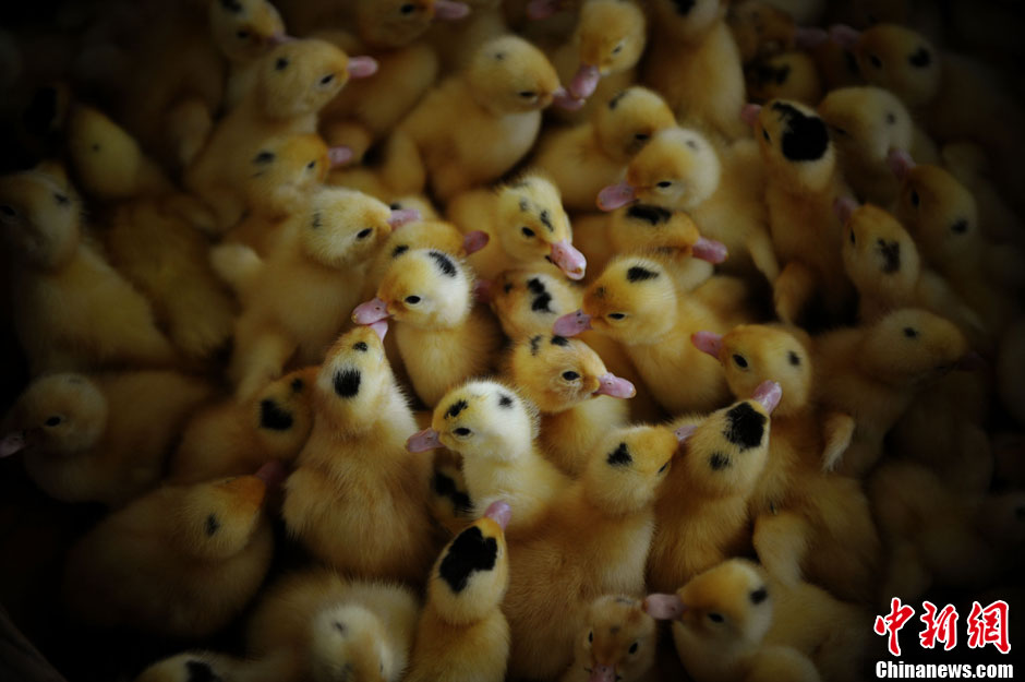 Baby ducks. Photo taken on April 14, 2013. (CNS/Wang Dongming)