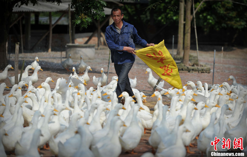 A worker feeds ducks on April 14, 2013. (CNS/Wang Dongming)