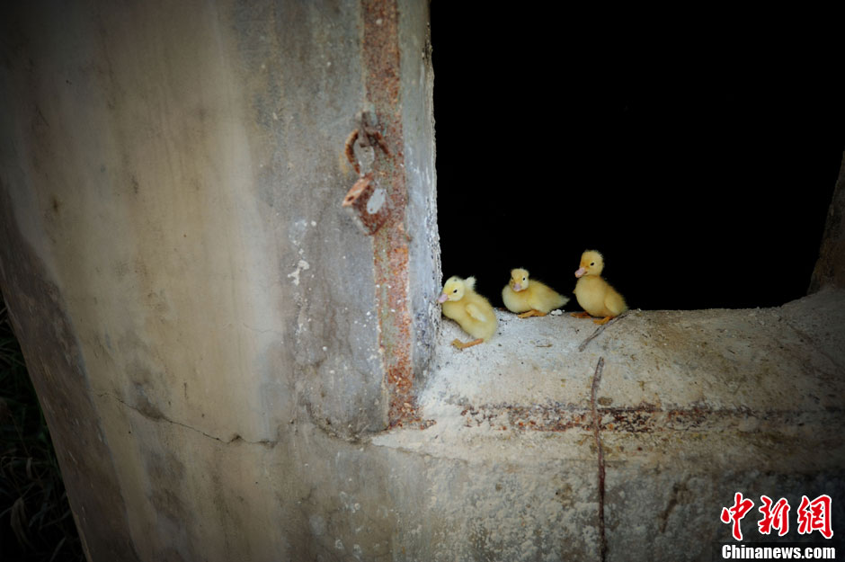 Three baby ducks stand on the furnace on April 14, 2013. (CNS/Wang Dongming)