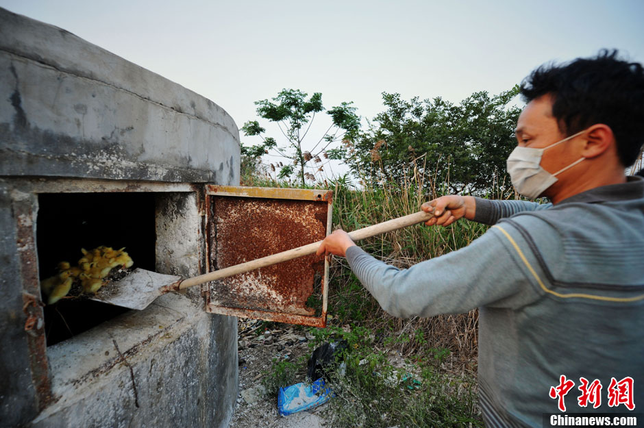 A worker throws baby ducks into the furnace on April 14, 2013e. (CNS/Wang Dongming)