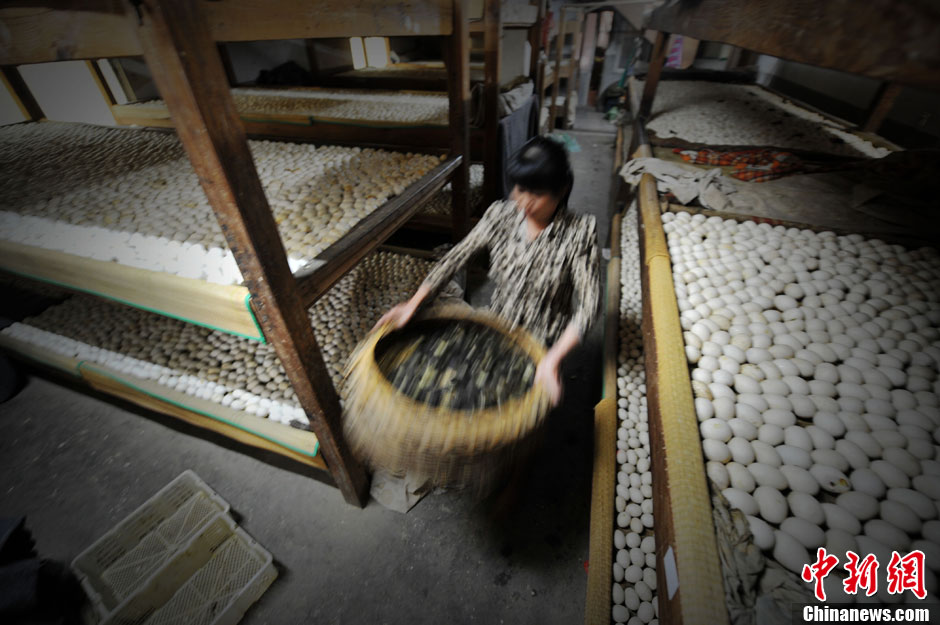 A worker takes out new-born baby ducks on April 14, 2013. (CNS/Wang Dongming)