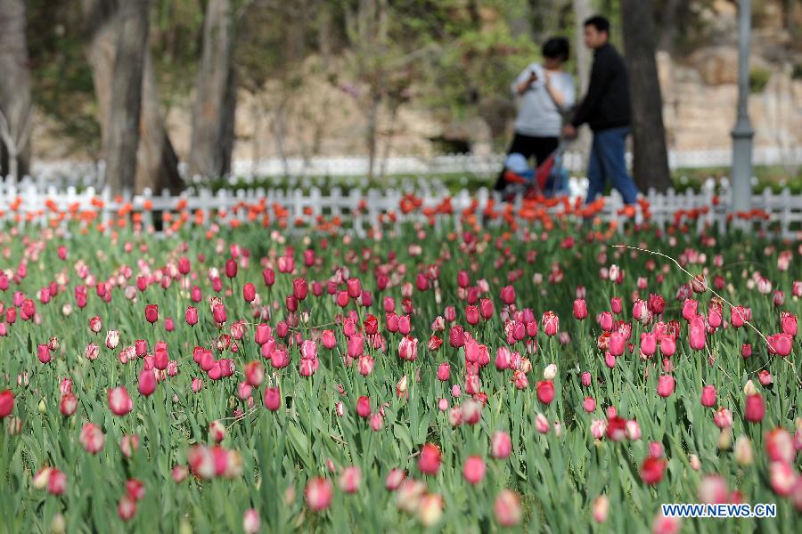 Photo taken on April 16, 2013 shows tulips at the Yingze Park in Taiyuan, capital of north China's Shanxi Province. (Xinhua/Zhan Yan)