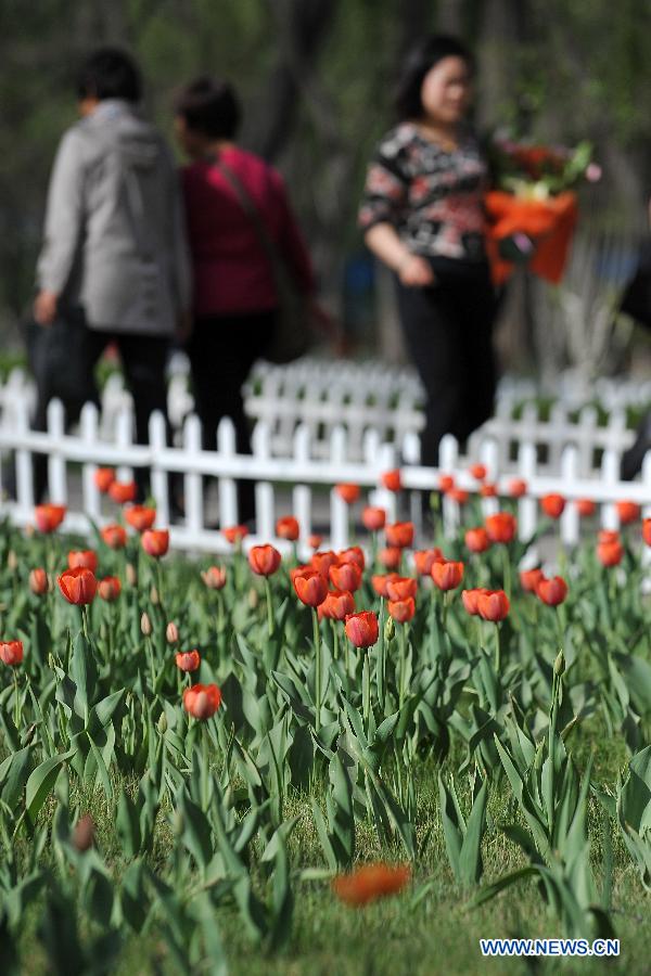 Photo taken on April 16, 2013 shows tulips at the Yingze Park in Taiyuan, capital of north China's Shanxi Province. (Xinhua/Zhan Yan)
