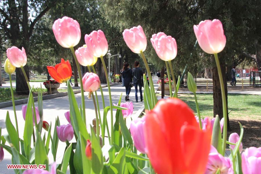 Tulip flowers blossom at the Zhongshan Park in Beijing, capital of China, April 16, 2013. (Xinhua/Wang Yueling)