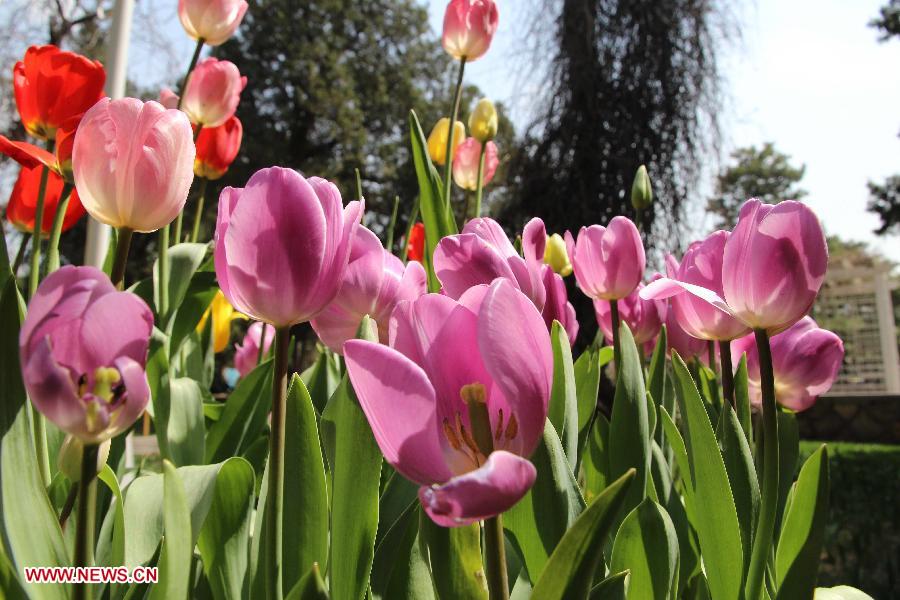 Tulip flowers blossom at the Zhongshan Park in Beijing, capital of China, April 16, 2013. (Xinhua/Wang Yueling)