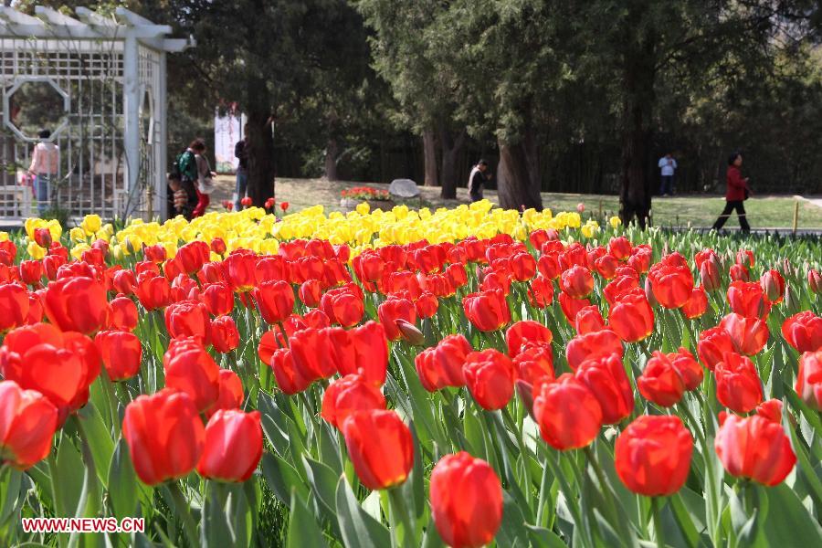 Tulip flowers blossom at the Zhongshan Park in Beijing, capital of China, April 16, 2013. (Xinhua/Wang Yueling)