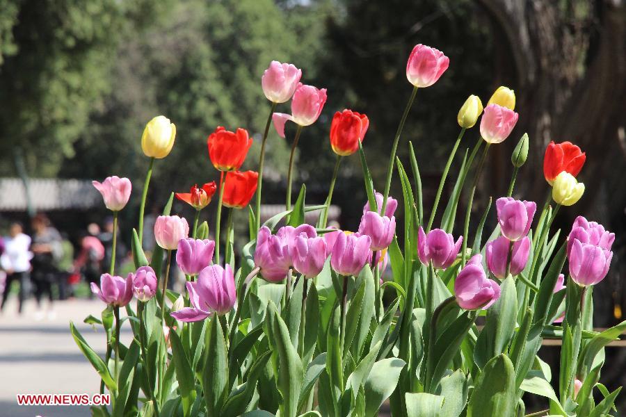 Tulip flowers blossom at the Zhongshan Park in Beijing, capital of China, April 16, 2013. (Xinhua/Wang Yueling)