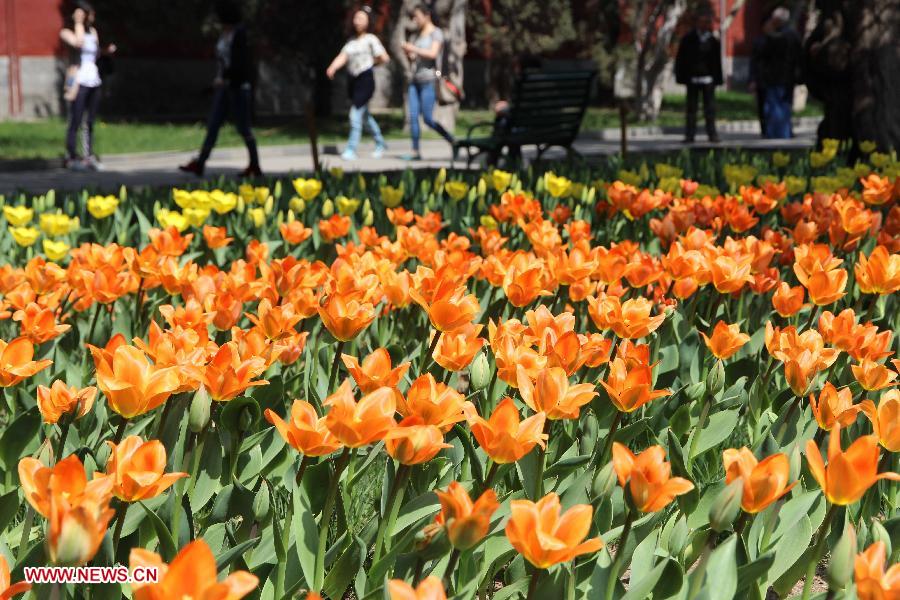 Tulip flowers blossom at the Zhongshan Park in Beijing, capital of China, April 16, 2013. (Xinhua/Wang Yueling)