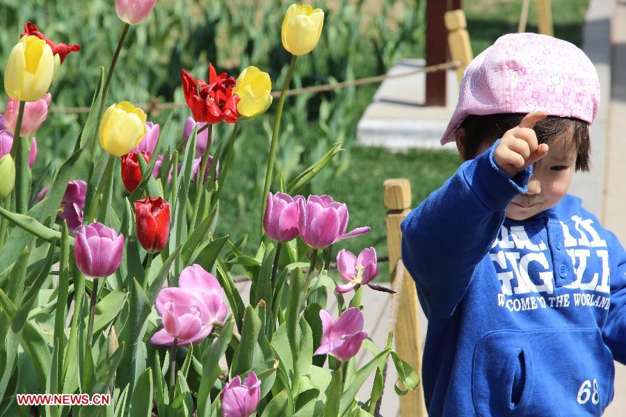 A child plays beside tulip flowers at the Zhongshan Park in Beijing, capital of China, April 16, 2013. (Xinhua/Wang Yueling) 