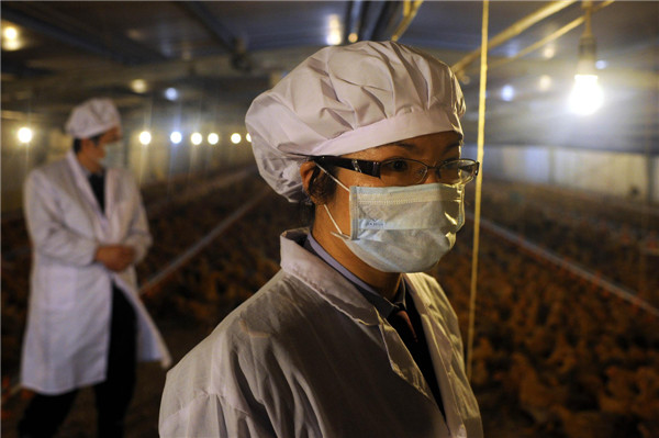 Staff members from Guangdong Entry-Exit Inspection and Quarantine Bureau examine live poultry on a breeding farm in Guangzhou, on April 16, 2013. The bureau is taking measures to ensure the safety of poultry supplied to Hong Kong and Macao, such as examining registered poultry breeding farms, monitoring pathogens of bird flu, and inspection of live poultry before export. As of April 16, no H7N9 cases were found in the 39 registered poultry breeding farms under the bureau's jurisdiction. [Photo/Xinhua] 