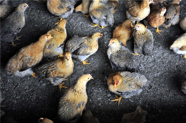 A breeding farm in Guangzhou, Guangdong province, supplies poultry to Hong Kong and Macao, April 16, 2013. The Guangdong Entry-Exit Inspection and Quarantine Bureau is taking measures to ensure the safety of poultry supplied to Hong Kong and Macao, such as examining registered poultry breeding farms, monitoring pathogens of bird flu, and inspection of live poultry before export. As of April 16, no H7N9 cases were found in the 39 registered poultry breeding farms under the bureau's jurisdiction. [Photo/Xinhua] 