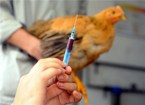 Staff members from Guangdong Entry-Exit Inspection and Quarantine Bureau take blood samples from chickens for inspection in Guangzhou, on April 16, 2013. The bureau is taking measures to ensure the safety of poultry supplied to Hong Kong and Macao, such as examining registered poultry breeding farms, monitoring pathogens of bird flu, and inspection of live poultry before export. As of April 16, no H7N9 cases were found in the 39 registered poultry breeding farms under the bureau's jurisdiction. [Photo/Xinhua]