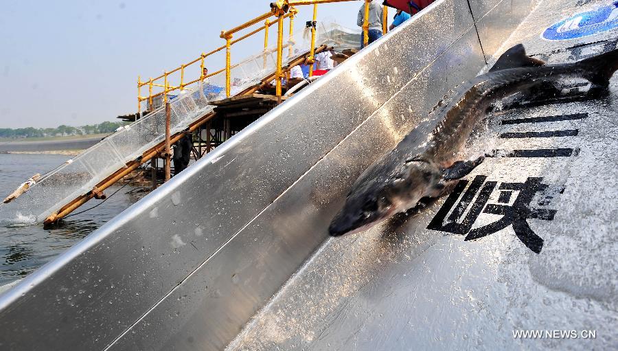 A Chinese sturgeon parr is released into the Yangtze River in Yichang City, central China's Hubei Province, April 17, 2013. Over 8,000 parrs of Chinese sturgeons, a top-level protected species in China which lived at the same time as dinosaurs, were released on Wednesday here. (Xinhua/Xiao Yijiu)