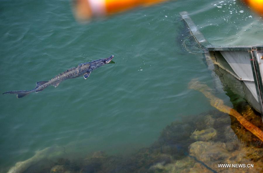 Photo taken on April 17, 2013 shows a Chinese sturgeon parr released into the Yangtze River in Yichang City, central China's Hubei Province. Over 8,000 parrs of Chinese sturgeons, a top-level protected species in China which lived at the same time as dinosaurs, were released on Wednesday here. (Xinhua/Xiao Yijiu)