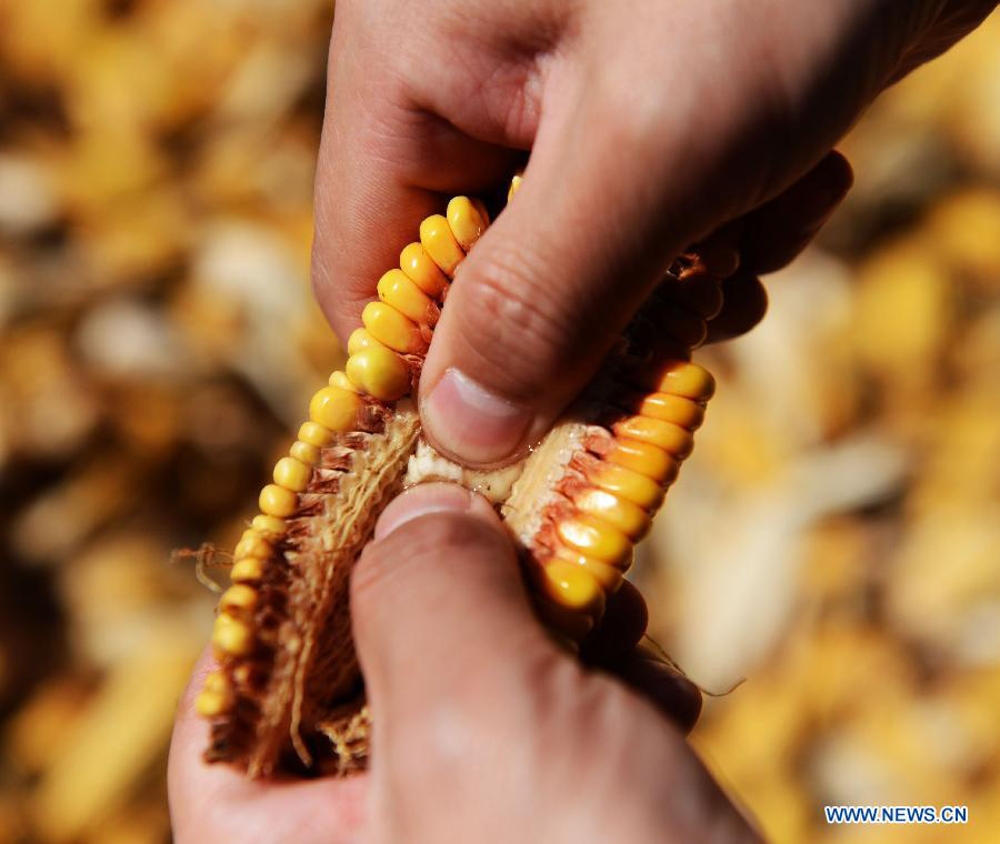 A farmer squeezes water from a newly-collected corn in the field which suffers from serious spring waterlogging in Luobei County, northeast China's Heilongjiang Province, April 17, 2013. Frequent snowfall last winter brought waterlogging to croplands in 63 counties, making 79.36 million mu (about 5.3 million hectares) of arable land contain too much water. Also, earlier and more frequent snowfall last winter prevented local farmers from harvesting ripe corns in time and most corns collected this spring were mouldy. Heilongjiang Province is China's largest producer of commerical grains. (Xinhua/Wang Kai)