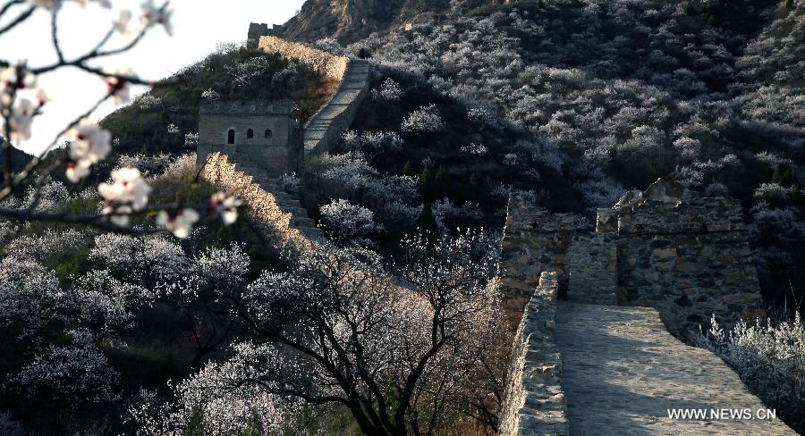 Trees in blossom cluster around the local section of the Great Wall, which dates back to the Ming Dynasty (1368-1644), at Huairou District in Beijing, capital of China, April 18, 2013. (Xinhua/Bu Xiangdong) 