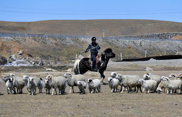 A herdsman helps local rangers with equestrian skills at Zhenglanqi railway station in Xilinhot, North China’s Inner Mongolia autonomous region on April 16. (Photo/Xinhua)