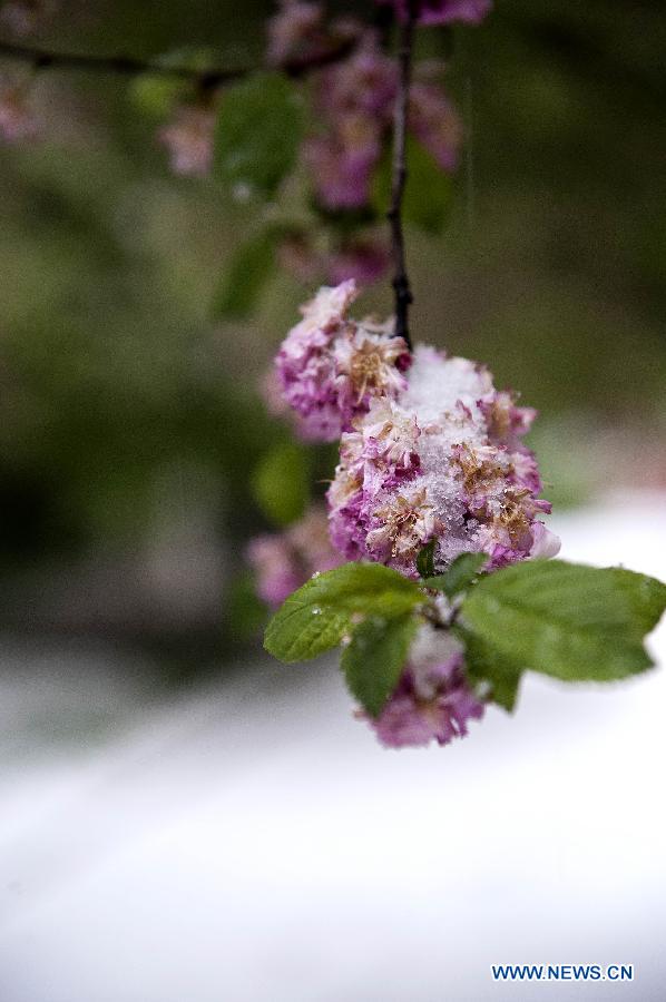 A flower is covered with snow in Taiyuan, capital of north China's Shanxi Province, April 19, 2013. The city witnessed a snowfall on April 19 morning. (Xinhua/Fan Minda)