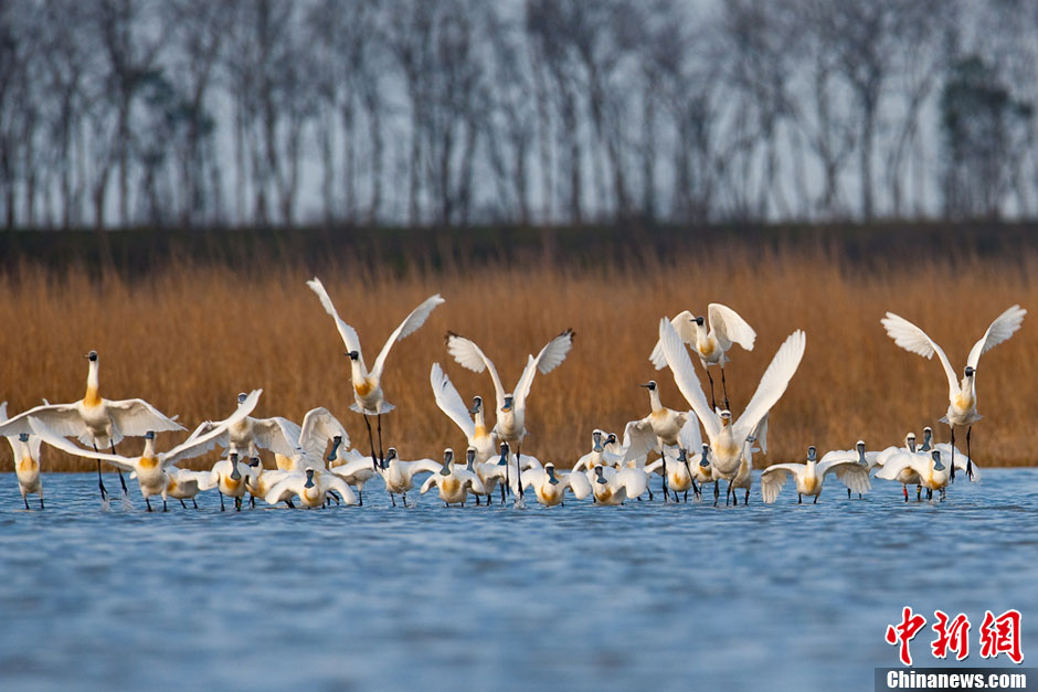 Black-faced Spoonbills are seen in the shallows in Yancheng, East China's Jiangsu Province, April 16, 2013. Since mid-March, over one thousand Black-faced Spoonbills stopped off in Yancheng on their way to the north. Black-faced Spoonbill has the most restricted distribution of all spoonbills, and it is the only one regarded as endangered. 