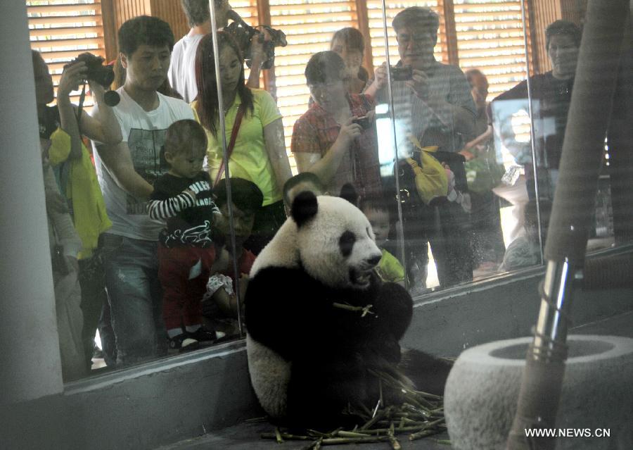 Giant panda "Shulin" eats bamboo in his enclosure at the Liuzhou Zoo in Liuzhou, south China's Guangxi Zhuang Autonomous Region on April 19, 2013. Male giant pandas "Mingbang" and "Shulin" were shown on public display for the first time at the zoo on Friday, who were brought here from Sichuan Province last month and they will live here in the next five years. (Xinhua/Li Hanchi)