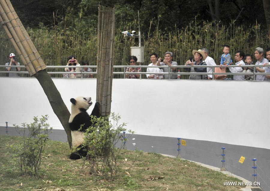 Giant panda "Shulin" plays in his enclosure at the Liuzhou Zoo in Liuzhou, south China's Guangxi Zhuang Autonomous Region on April 19, 2013. Male giant pandas "Mingbang" and "Shulin" were shown on public display for the first time at the zoo on Friday, who were brought here from Sichuan Province last month and they will live here in the next five years. (Xinhua/Li Hanchi) 