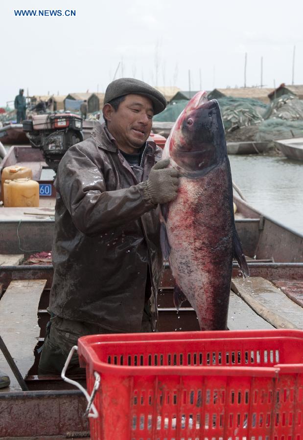 A fisherman holds a big fish in Bohu County, northwest China's Xinjiang Uygur Autonomous Region, April 19, 2013. The fishing moratorium of Bosten Lake, China's largest inland freshwater lake, lasts from March 21 to June 20 each year. During this period of time, fish supply are limited to 1.5 tonnes per day through fence fishing at river mouths in the upstream of Kaidu River, the headstream of Bosten Lake. (Xinhua/Jiang Wenyao) 
