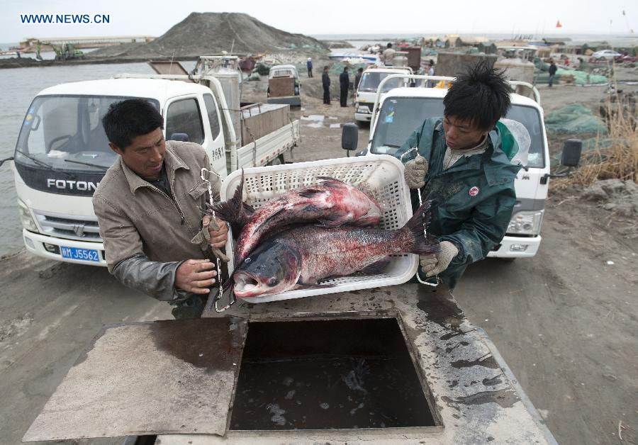 Fish dealers load fresh fish near Kaidu River in northwest China's Xinjiang Uygur Autonomous Region, April 19, 2013. The fishing moratorium of Bosten Lake, China's largest inland freshwater lake, lasts from March 21 to June 20 each year. During this period of time, fish supply are limited to 1.5 tonnes per day through fence fishing at river mouths in the upstream of Kaidu River, the headstream of Bosten Lake. (Xinhua/Jiang Wenyao) 