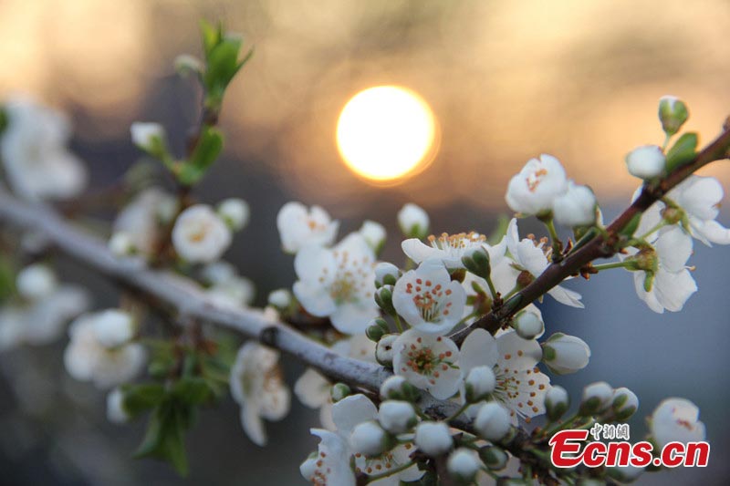 The wild cherry plum trees are in full bloom in Daxigou, Huocheng County, Northwest China's Xinjiang Uyghur Autonomous Region. (CNS/Ding Li)