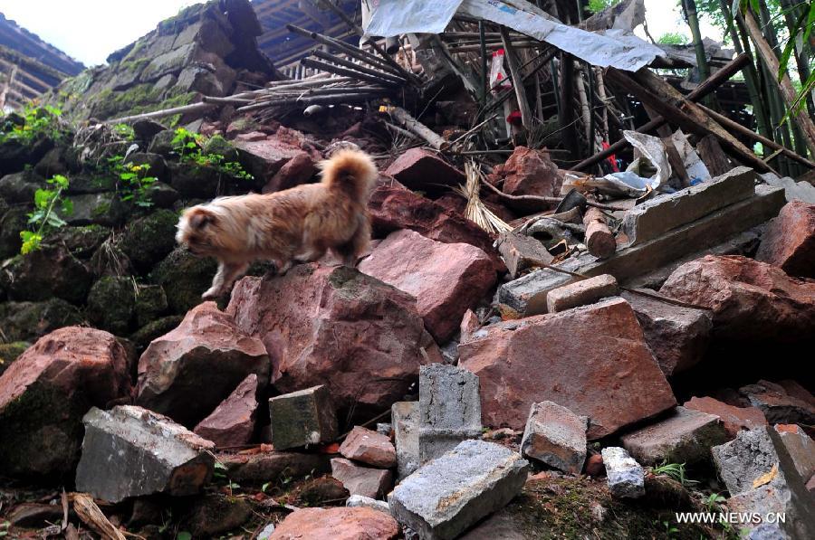 A dog runs on ruins of a house in the quake-hit Yuxi Village, Baosheng Township, Lushan County, southwest China's Sichuan Province, April 22, 2013. A 7.0-magnitude quake shocked Lushan on April 20, and Baosheng is one of seriously affected areas. (Xinhua/Xiao Yijiu)