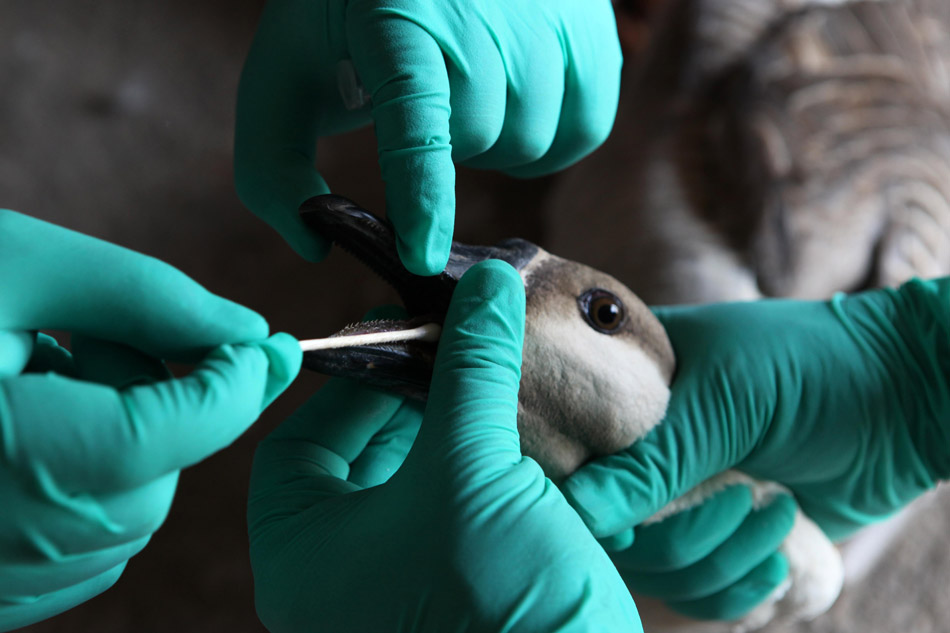 To monitor the H7N9 avian flu, experts take saliva sampling from the swan goose in Poyang lake area of Jiangxi, April 15, 2013. (Xinhua/Fu Jianbin)  