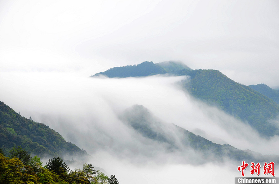 Photo shows the scenery of sea clouds at the Jinggang Mountain in late April. Located in the remote border region between Jiangxi and Hunan provinces, Jinggang Mountain is a national 4A tourist attraction. (Chinanews.com/Zhang Yingbo)