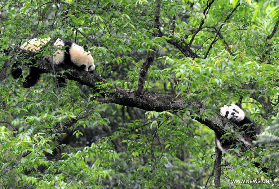 Giant pandas sleep on a tree at the Bifengxia Panda Base, located about 20 km from the epicenter of a 7.0-magnitude earthquake on April 20, in Ya'an City, southwest China's Sichuan Province, April 24, 2013. Giant panda habitats near the epicenter of the earthquake that jolted Lushan County of Ya'an City have suffered only minor effects from the natural disaster. All 61 giant pandas at Bifengxia Panda Base are safe, according to local authorities. (Xinhua/Li Ziheng)  