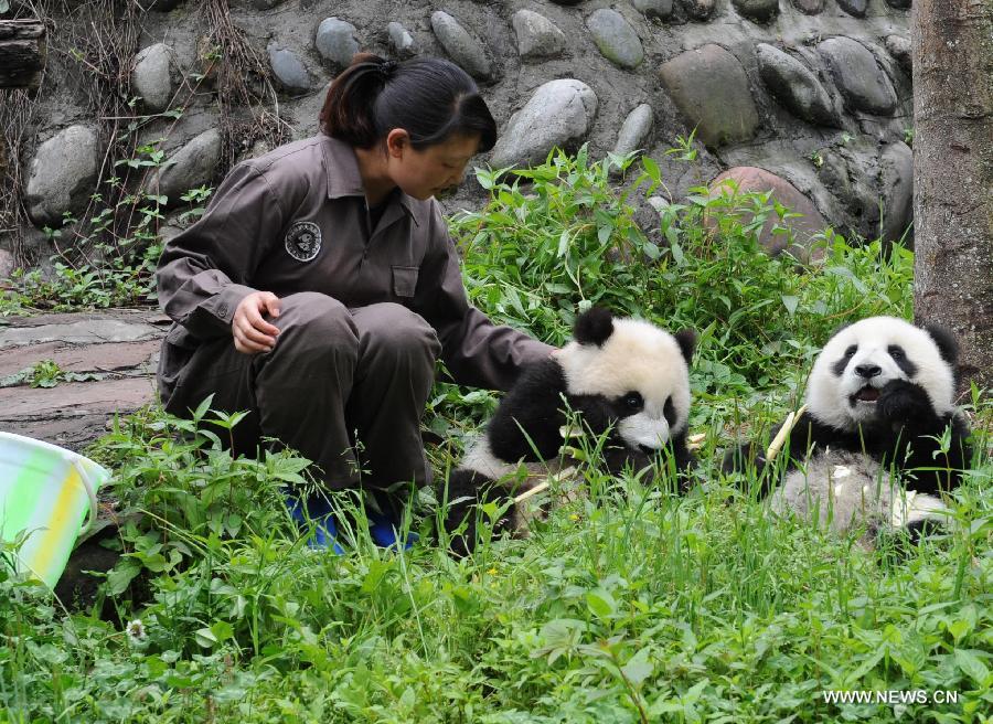 A feeder tries to relax panda cubs at the Bifengxia Panda Base, located about 20 km from the epicenter of a 7.0-magnitude earthquake on April 20, in Ya'an City, southwest China's Sichuan Province, April 24, 2013. Giant panda habitats near the epicenter of the earthquake that jolted Lushan County of Ya'an City have suffered only minor effects from the natural disaster. All 61 giant pandas at Bifengxia Panda Base are safe, according to local authorities. (Xinhua/Li Ziheng)  