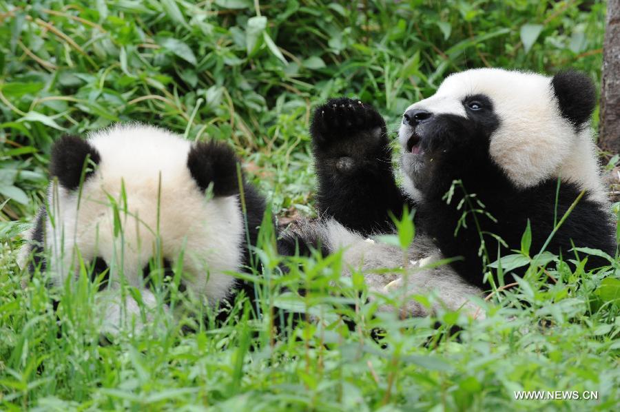 Panda cubs take food at the Bifengxia Panda Base, located about 20 km from the epicenter of a 7.0-magnitude earthquake on April 20, in Ya'an City, southwest China's Sichuan Province, April 24, 2013. Giant panda habitats near the epicenter of the earthquake that jolted Lushan County of Ya'an City have suffered only minor effects from the natural disaster. All 61 giant pandas at Bifengxia Panda Base are safe, according to local authorities. (Xinhua/Li Ziheng)  