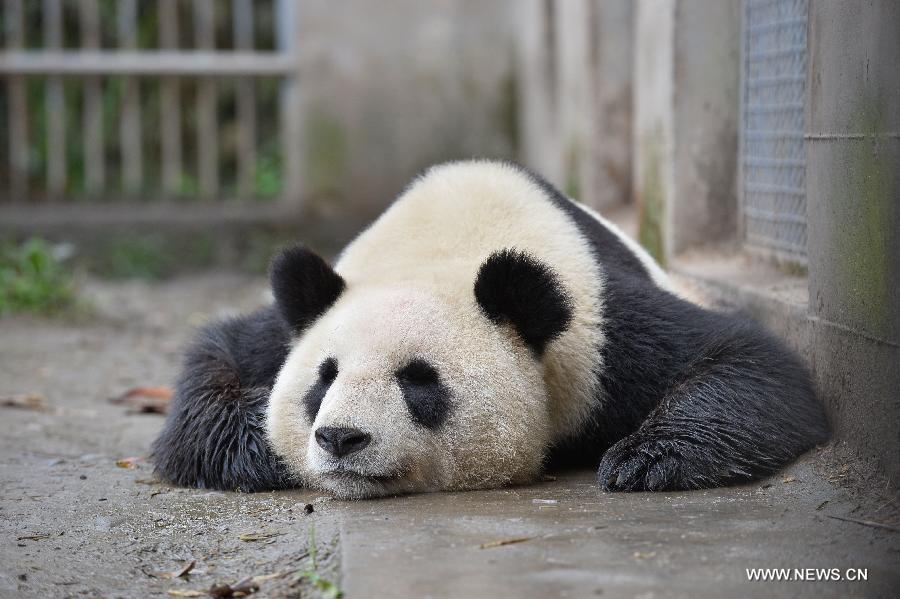 A giant panda sleeps at the Bifengxia Panda Base, located about 20 km from the epicenter of a 7.0-magnitude earthquake on April 20, in Ya'an City, southwest China's Sichuan Province, April 24, 2013. Giant panda habitats near the epicenter of the earthquake that jolted Lushan County of Ya'an City have suffered only minor effects from the natural disaster. All 61 giant pandas at Bifengxia Panda Base are safe, according to local authorities. (Xinhua/Li Ziheng)  