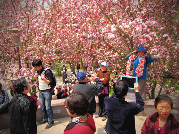 People clamor to take and pose for photos at Yuan Dadu Park, Beijing, on Wednesday, April 24. The park boasts a 700-year-old history, but in spring, it's all about the flowers. [Photo: CRIENGLISH.com/William Wang]