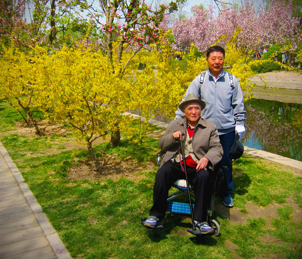 Mr Cui and his father pose for a photo with the winter jasmine flowers at Yuan Dadu Park, Beijing, on Wednesday, April 24. Cui states that crabapple blossoms are his favorite breed; "I prefer peach blossoms", his wife interjects. [Photo: CRIENGLISH.com/William Wang]