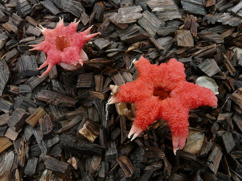 Brightly-colored fungi  (3)