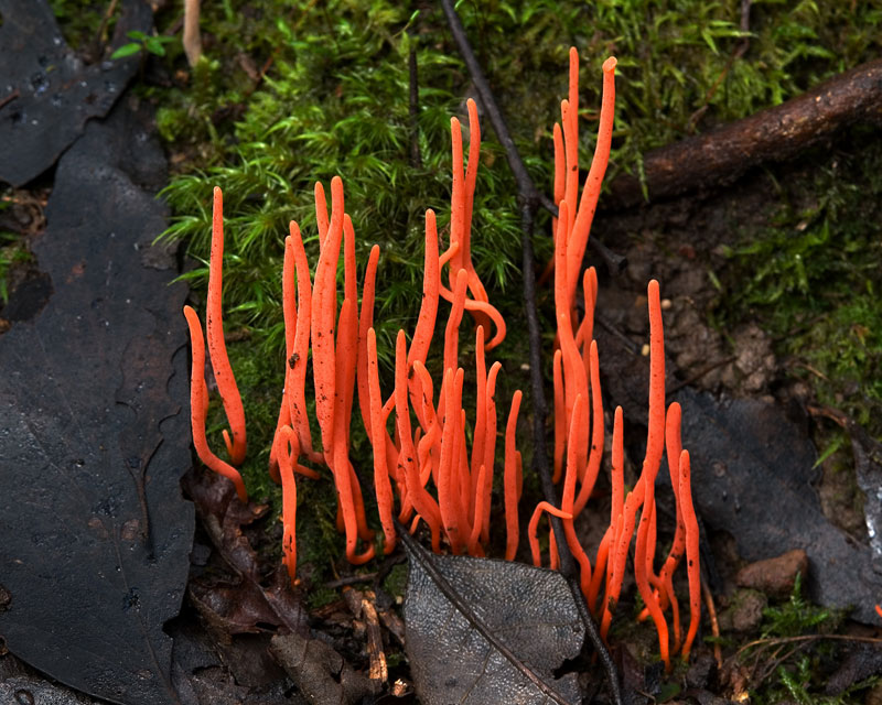 Brightly-colored fungi  (2)