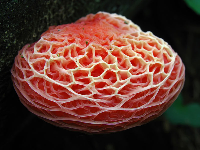 Brightly-colored fungi  (7)