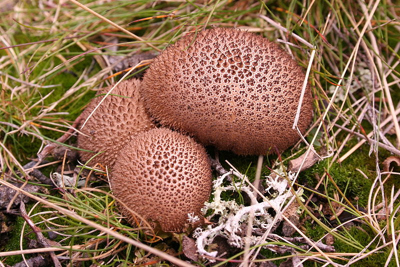 Brightly-colored fungi  (13)