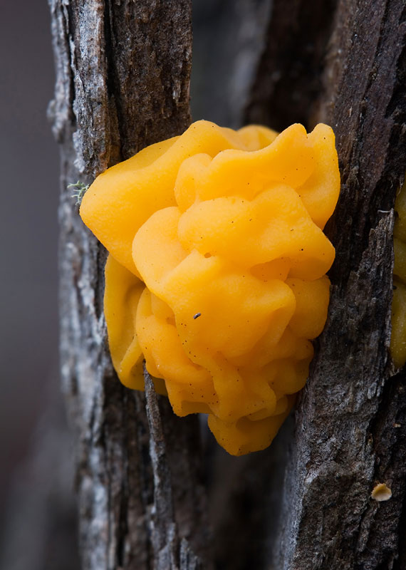 Brightly-colored fungi  (8)