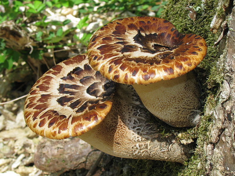 Brightly-colored fungi  (5)