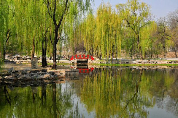 The park in Beijing's Haidian District at the old Summer Palace is bursting with new leaves and blooming flowers on Wednesday, April 24, 2013. [Photo:CRIENGLISH.com/Song Xiaofeng]