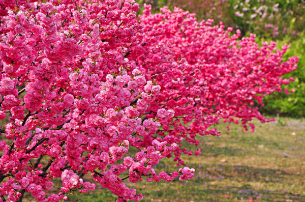 The park in Beijing's Haidian District at the old Summer Palace is bursting with new leaves and blooming flowers on Wednesday, April 24, 2013. [Photo:CRIENGLISH.com/Song Xiaofeng]