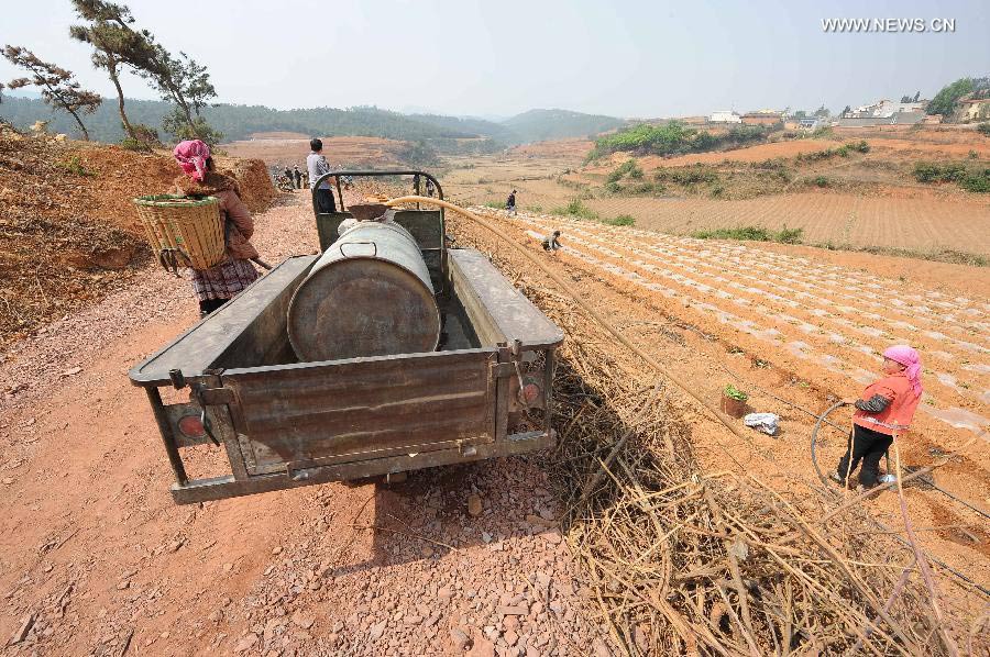 Farmers irrigate the tobacco seedlings with water transported from miles away in Shengou Village of Qujing City, southwest China's Yunnan Province, April 9, 2013. Over 12 million people were affected by the lingering drought in the province. (Xinhua/Yang Zongyou)