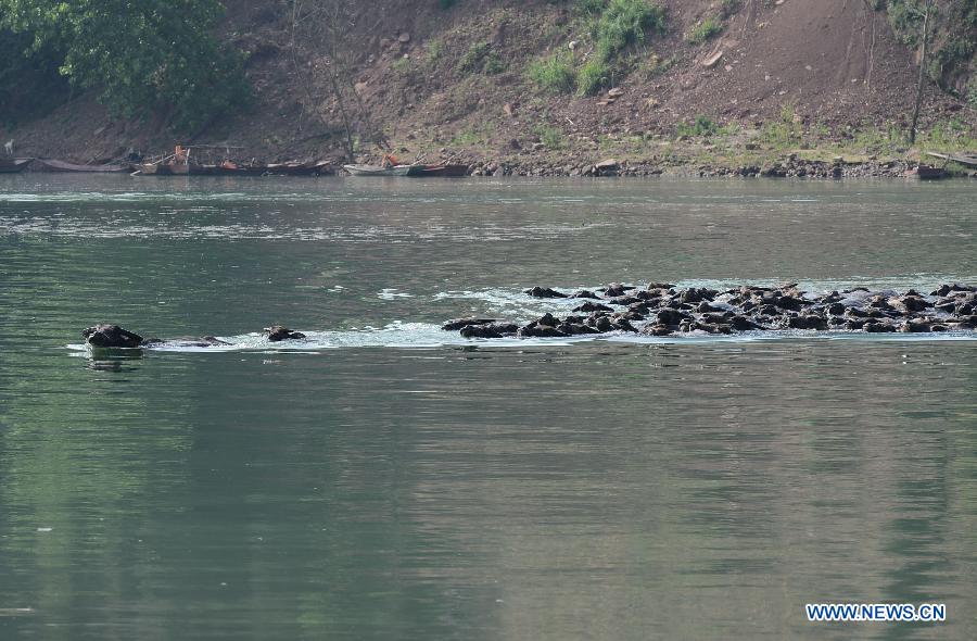 A herd of buffalos swim in the Jialing River to forage for food in Youfanggou Village of Peng'an County, southwest China's Sichuan Province, April 27, 2013. Every year from late spring to early autumn, buffalos here usually swim to an island amid the Jialing River for fresh grass. (Xinhua/Zhou Hui)