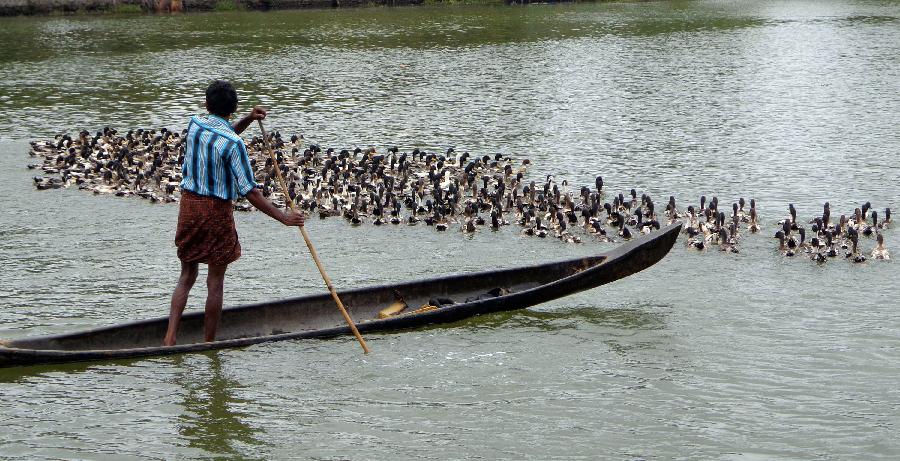 A man on his boat guides his ducks across the Alappuzha Lake in Kerala, south India, April 27, 2013. (Xinhua/Stringer)