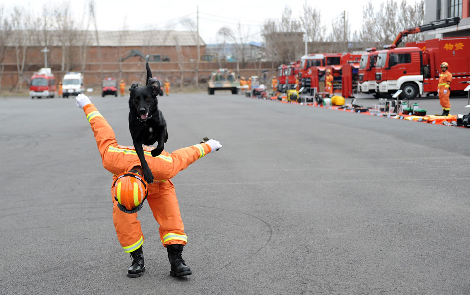 A rescue dog jumps over the back of a firefighter in a disaster search and rescue drill held in northeast China’s Liaoning province, April 25, 2013. (Xinhua/Yang Qing)