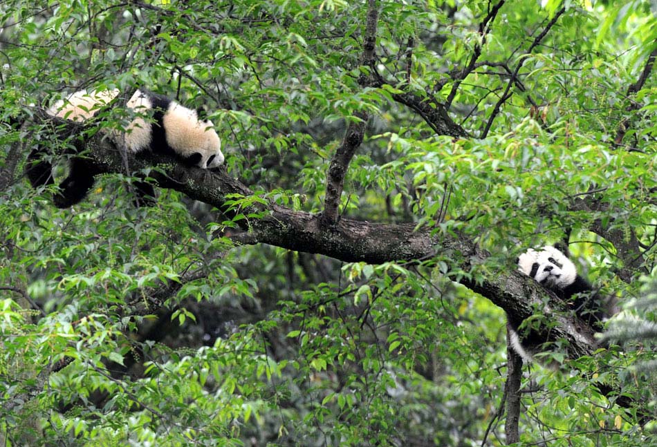 Giant pandas sleep on a tree at the Bifengxia Panda Base, located about 20 km from the epicenter of a 7.0-magnitude earthquake on April 20, in Ya'an City, southwest China's Sichuan province, April 24, 2013. Giant panda habitats near the epicenter of the earthquake that jolted Lushan County of Ya'an City have suffered only minor effects from the natural disaster. All 61 giant pandas at Bifengxia Panda Base are safe, according to local authorities. (Xinhua/Li Ziheng)